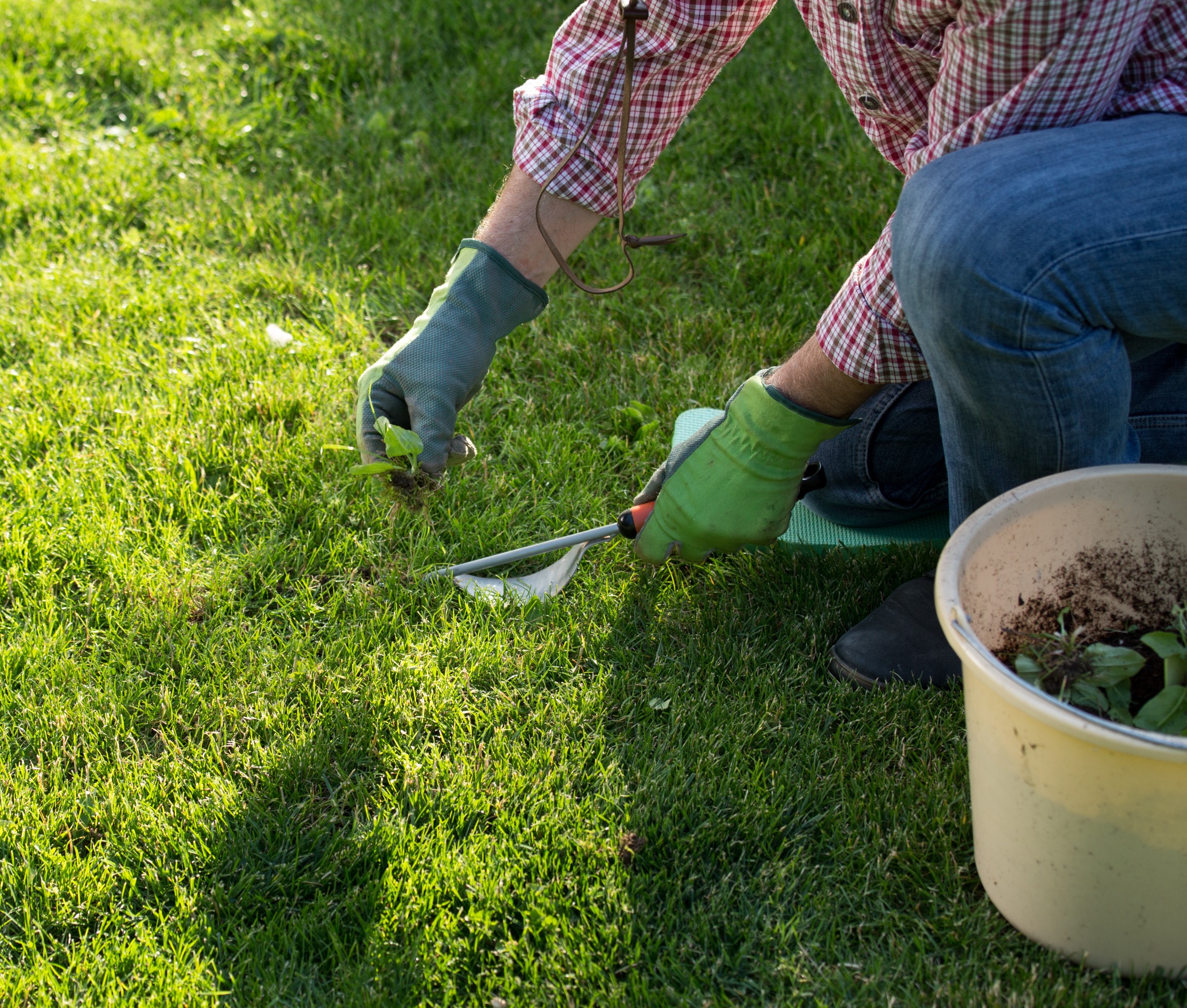 Mężczyzna usuwa chwasty z trawnika